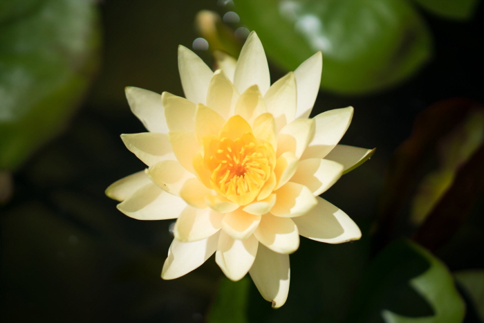 제주 한림공원 연꽃축제 2018 