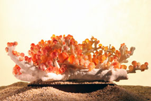 세계조가비박물관