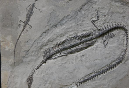 제주화석박물관